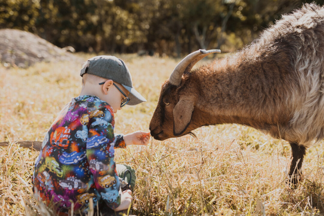 NDIS Animal Program | Compassion Connect