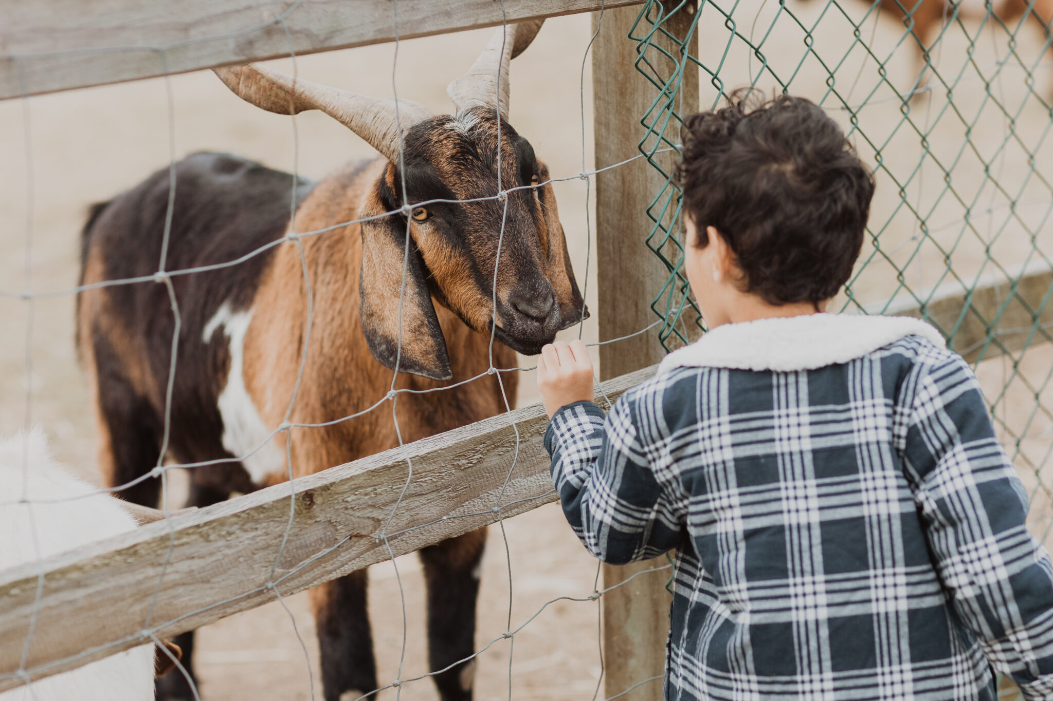 NDIS Animal Program | Compassion Connect