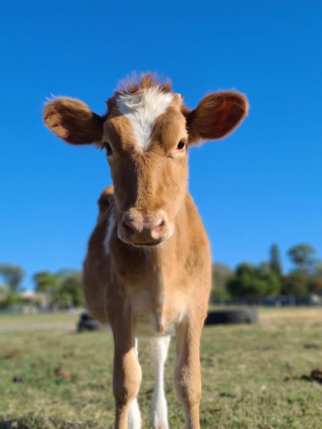NDIS Animal Program | Compassion Connect